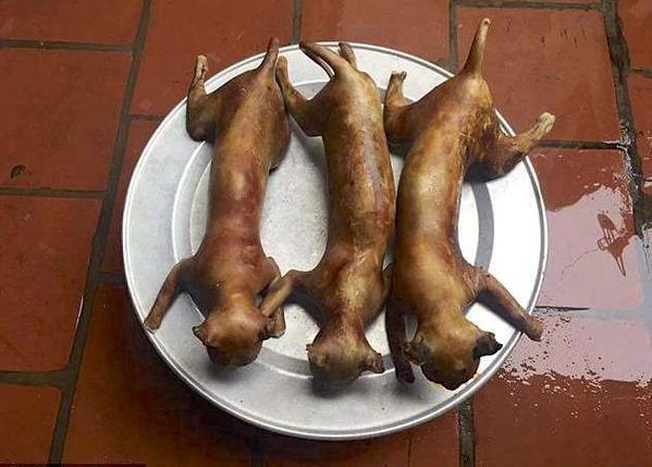 猫肉功效与作用缩略图