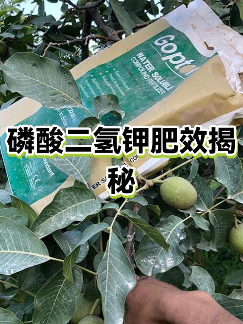 磷酸二氢钾肥料的作用与功效游戏截图