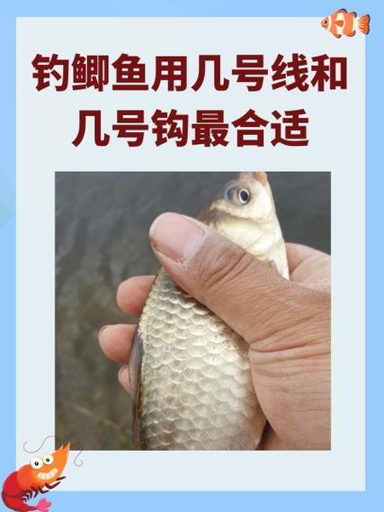 逗钓用几号钩几号线合适缩略图