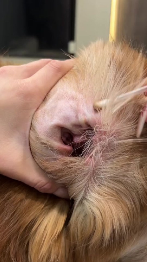 猫咪耳朵掉毛秃了怎么回事缩略图