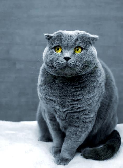 蓝猫的优缺点缩略图