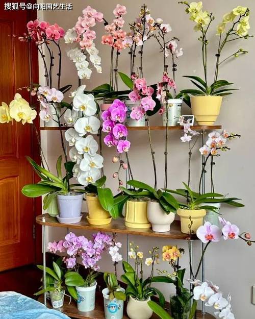蝴蝶兰植物缩略图