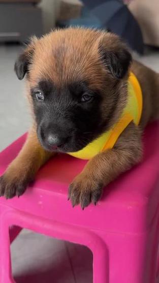 正宗马犬图片游戏截图