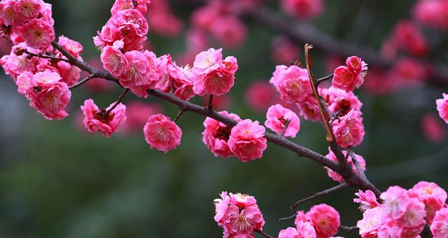 湖北省花是什么花朵图标