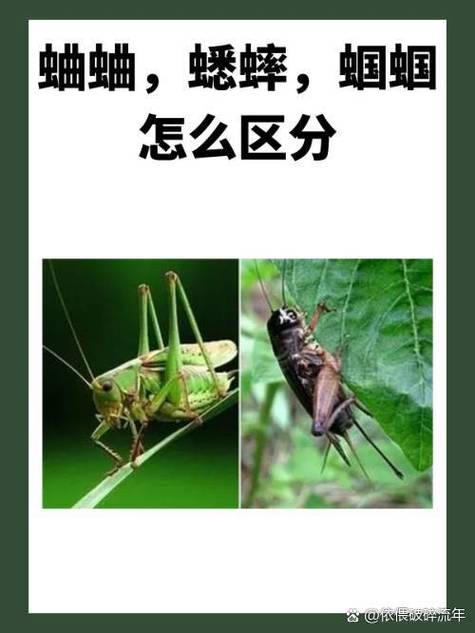 蝈蝈和蛐蛐和蟋蟀缩略图