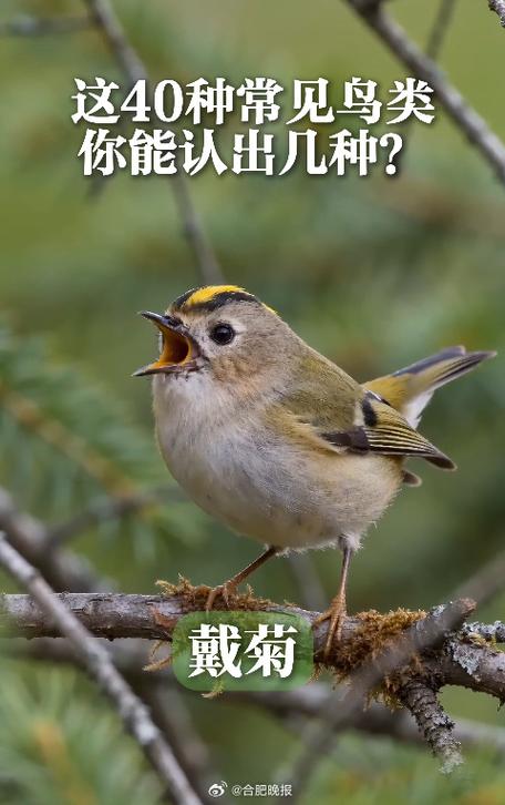 10种常见鸟叫缩略图