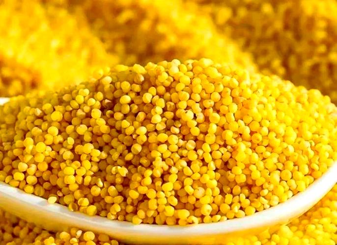 小米粮食的长期储存缩略图