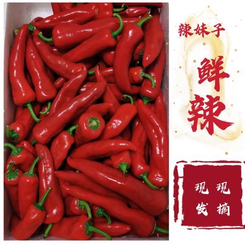 小辣椒红辣椒官网缩略图