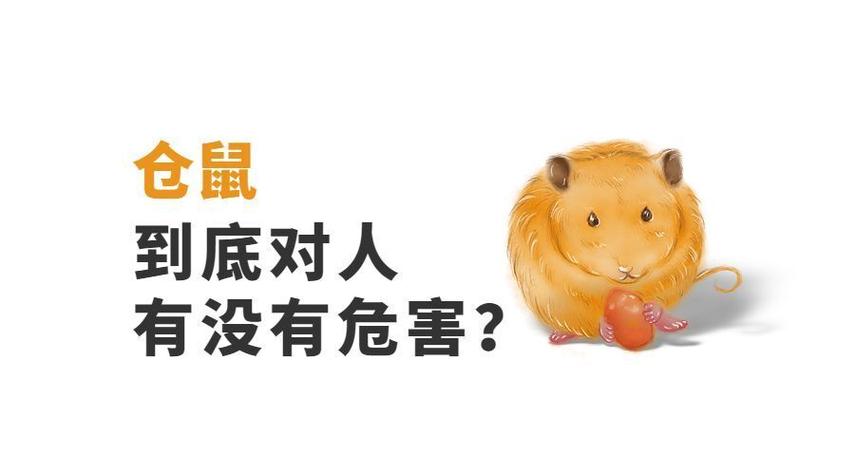 卧室养仓鼠对人有害吗缩略图
