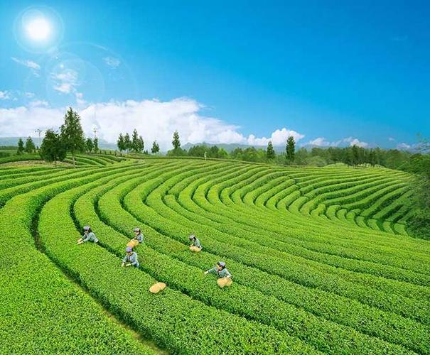 最好的茶缩略图