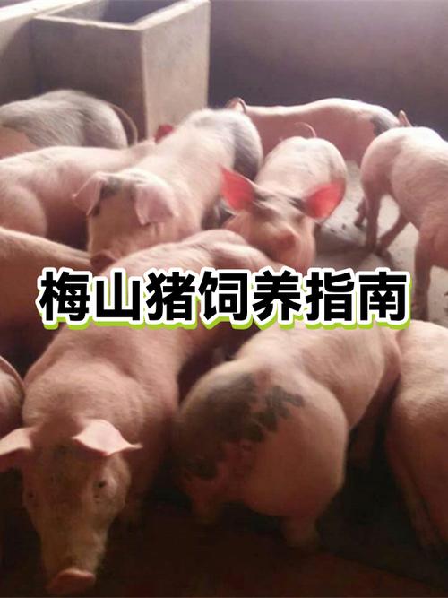 猪富贵是什么部位缩略图