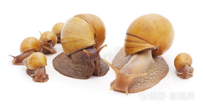 大蜗牛和小蜗牛的区别游戏截图