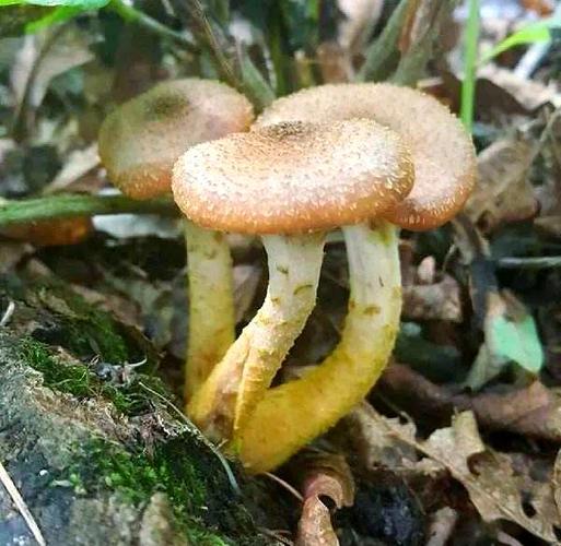 榛蘑是什么蘑菇缩略图