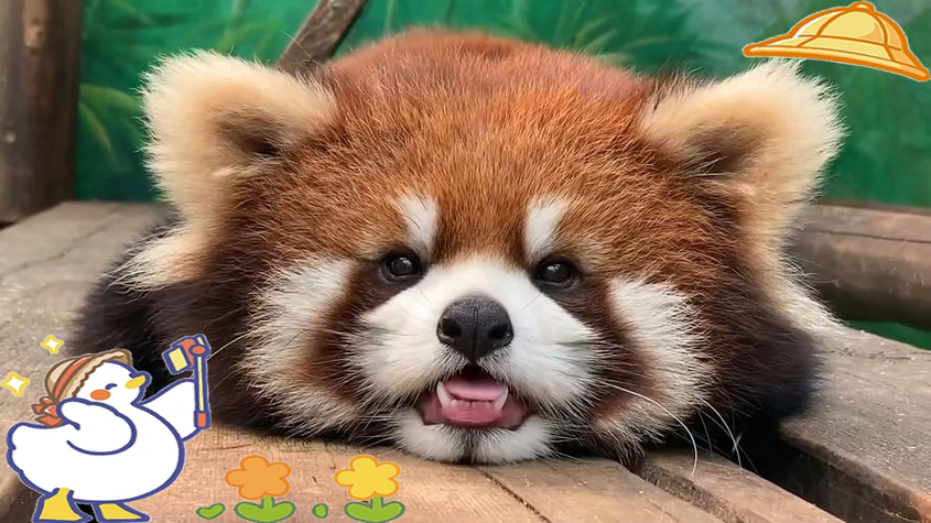 二年级小熊猫玩球遇到小象缩略图