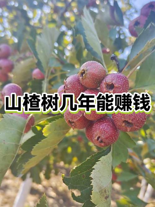 赚省优选是真的吗缩略图