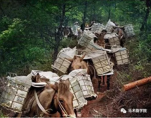 马帮是什么意思缩略图