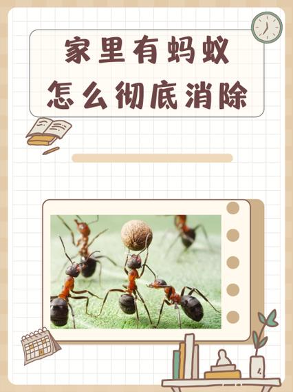 为什么说蚂蚁不能杀缩略图