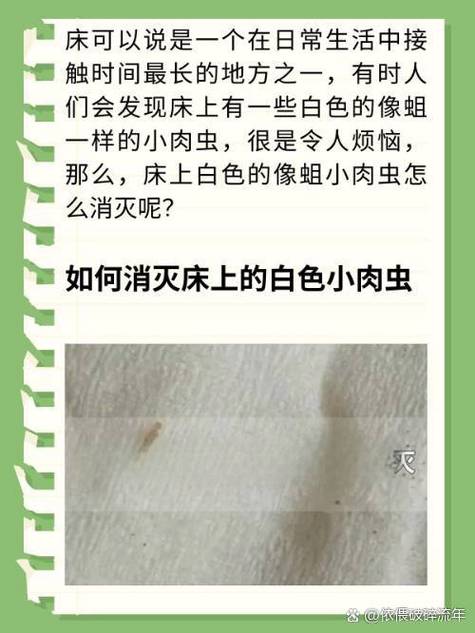 十大常见床上虫子缩略图