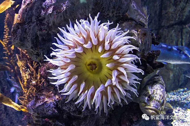 海菊花是什么东西缩略图