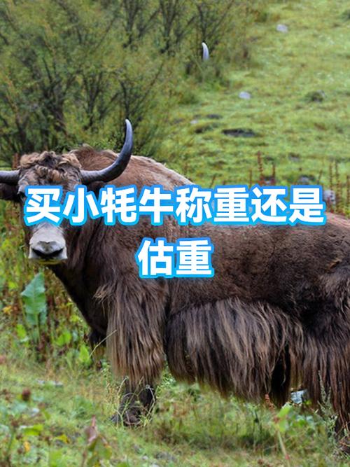 一头牦牛大约多少斤缩略图