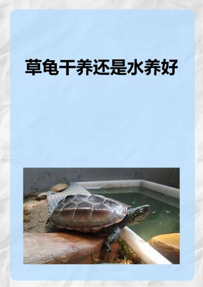 乌龟家庭养几只忌讳缩略图