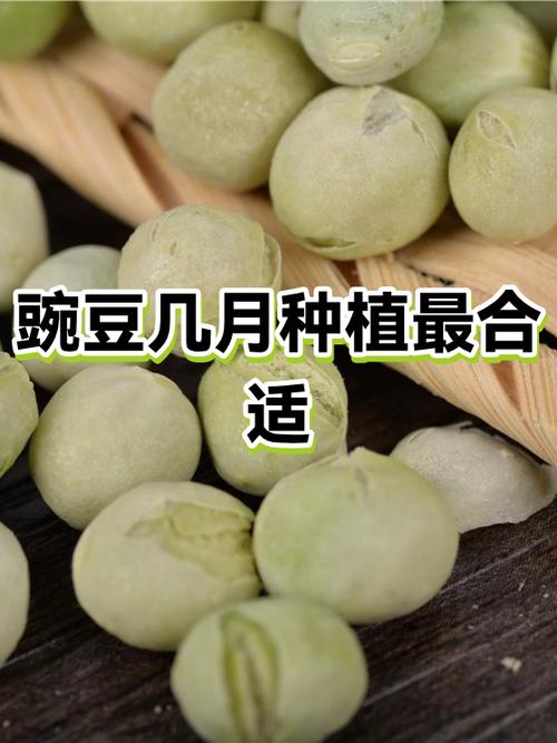 豌豆几月份吃最好缩略图