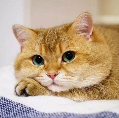 肉色的猫缩略图