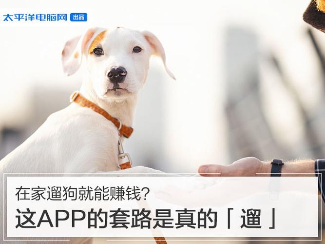 遛狗赚钱缩略图