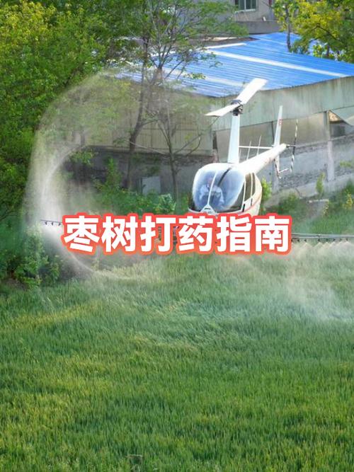 入药枣最好三个产地缩略图