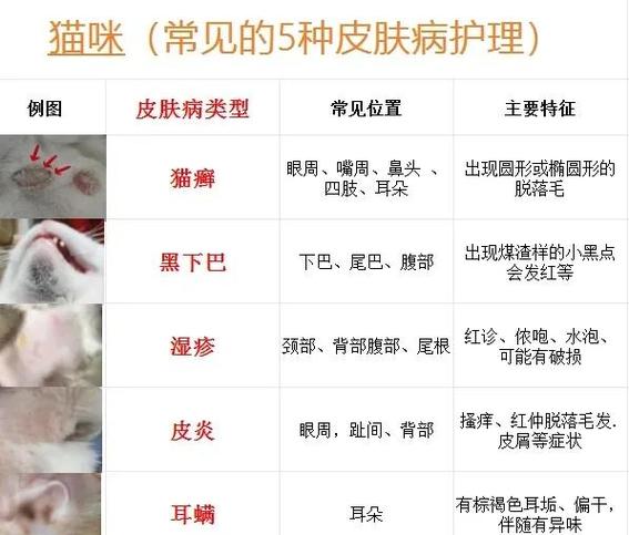 猫咪尾巴上有疙瘩是怎么回事游戏截图