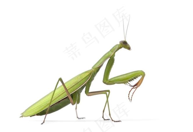 各种昆虫图片大全大图缩略图