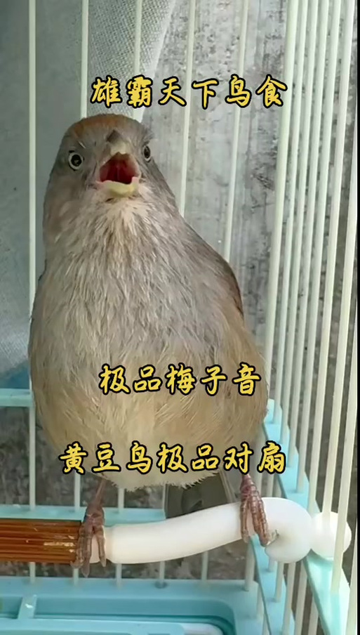 黄鸟的叫声大全 高清缩略图