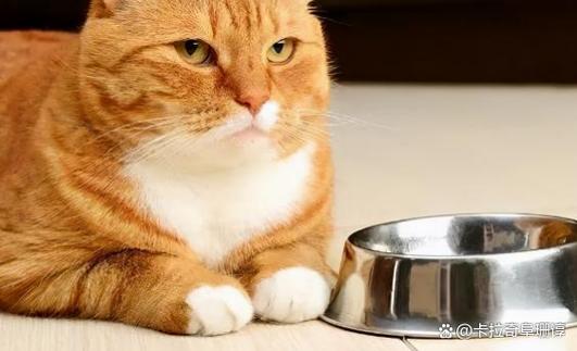 猫咪宁愿饿着也不吃猫粮只吃肉缩略图
