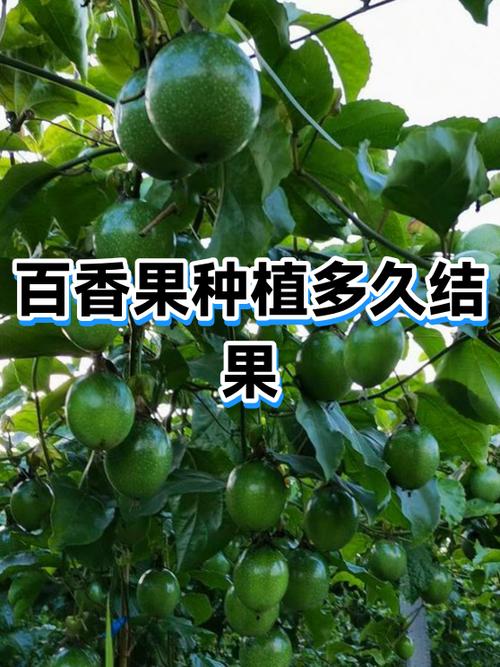 百香果的品种有几种啊缩略图