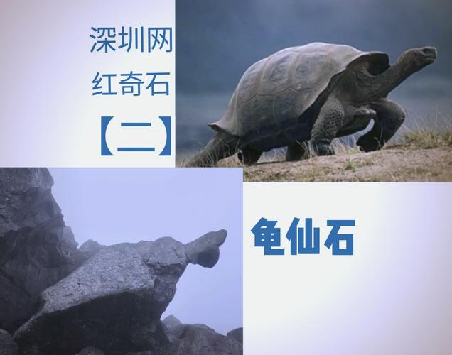 龟仙属于什么级别缩略图