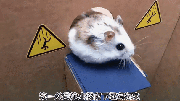 仓鼠身体长了一个硬硬的大包缩略图