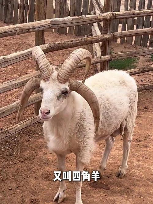羊分几种缩略图