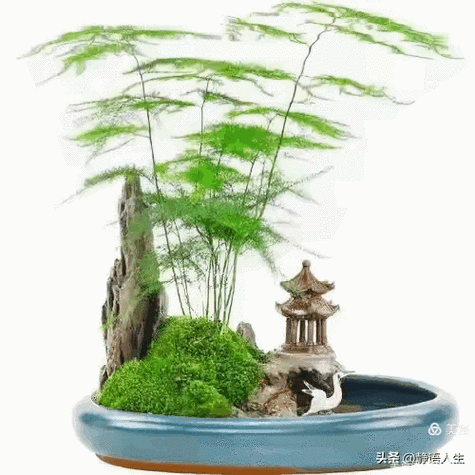 文竹的阅读短文四年级缩略图