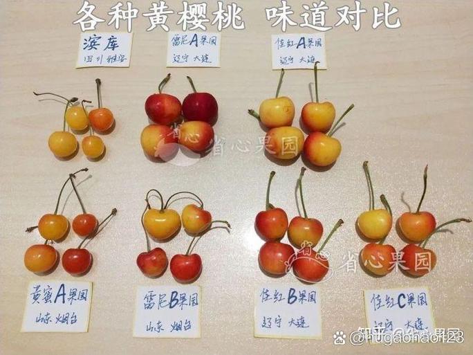 樱桃和大樱桃的区别缩略图