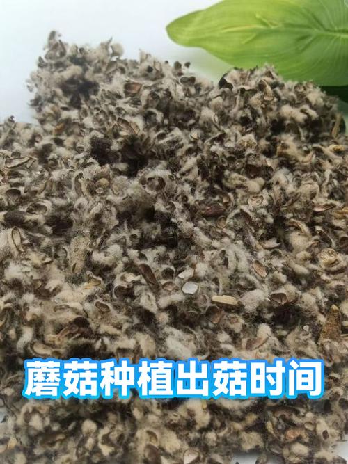 北京蘑菇种植培训缩略图