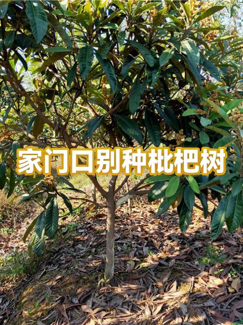 100种树木名称缩略图