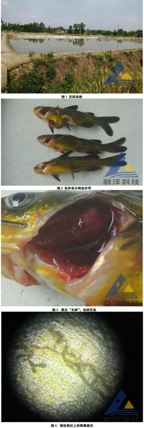 鱼鳃变成白色了鱼还能吃吗缩略图