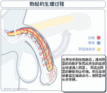 勃起角度90度是几级硬度缩略图