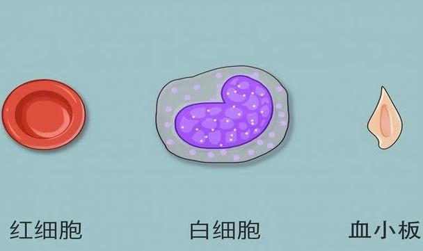 细胞是什么意思缩略图
