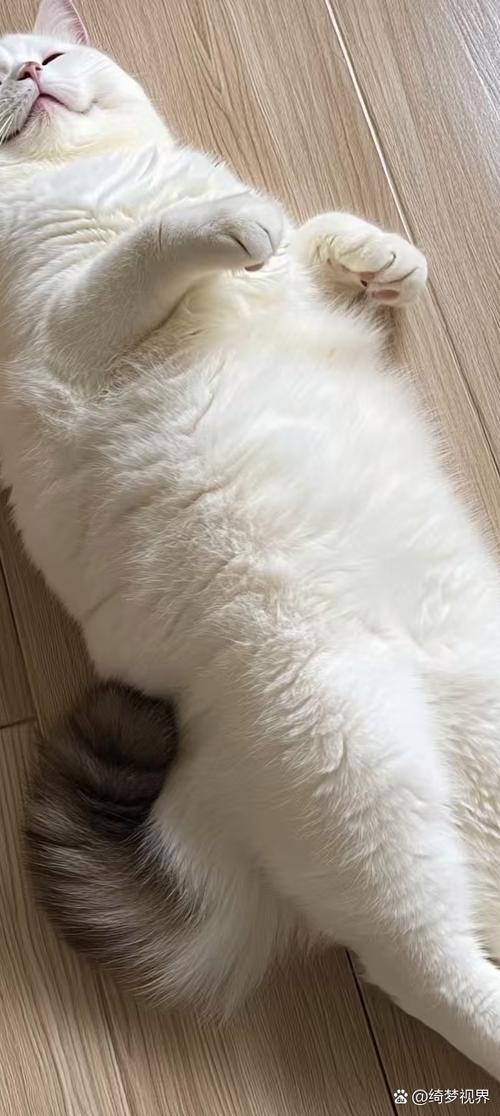 猫咪ios缩略图