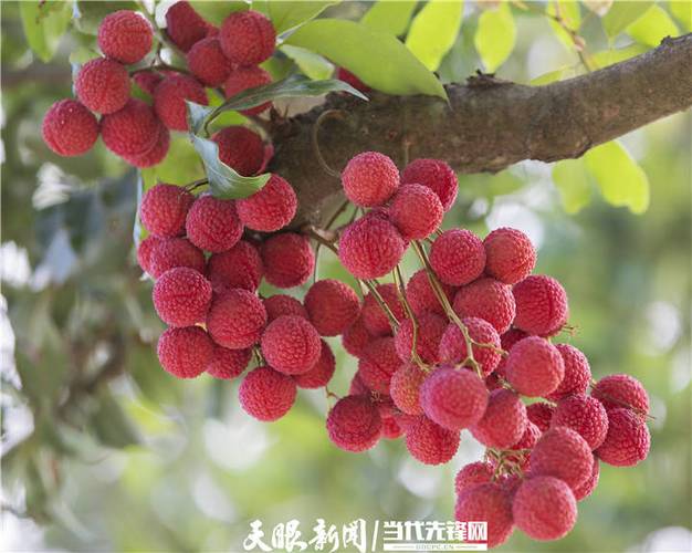 广东电视荔枝网珠江台荔枝网缩略图