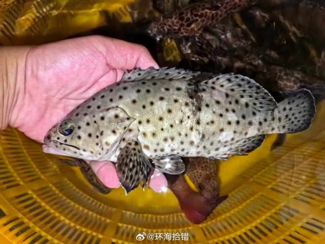 如何防止鱼身上长黑斑缩略图