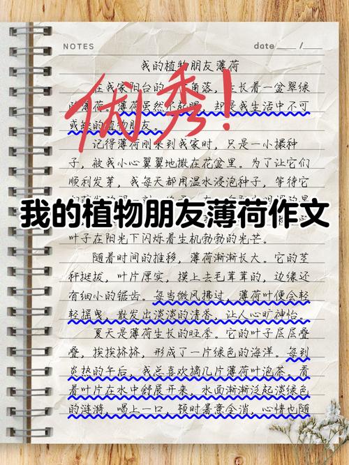 薄荷短文阅读缩略图