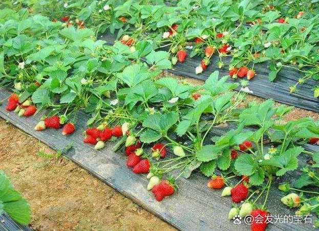 草莓园可以边摘边吃吗游戏截图