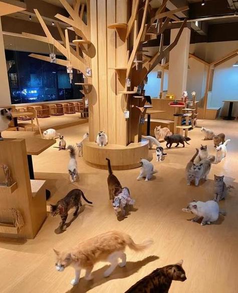 猫咪咖啡馆游戏截图